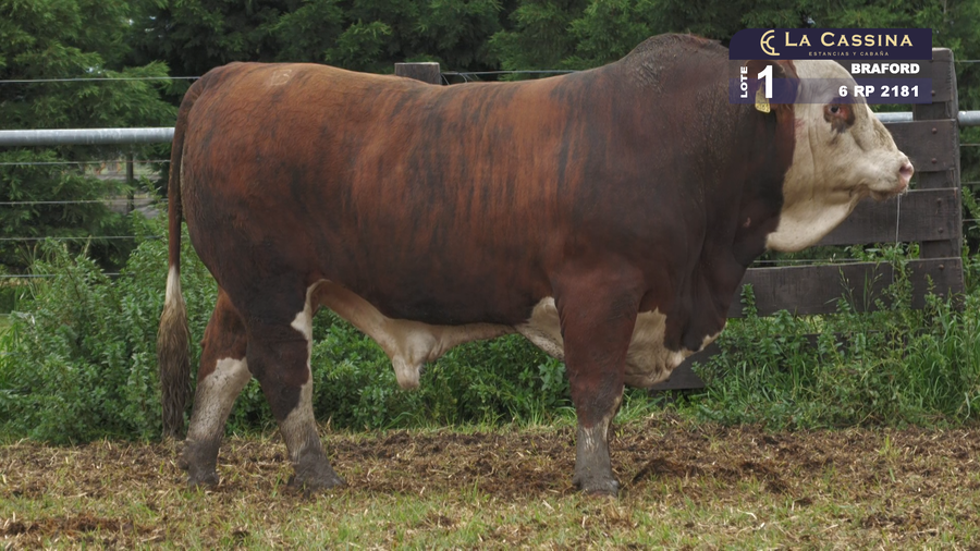 Lote TORO BRAFORD