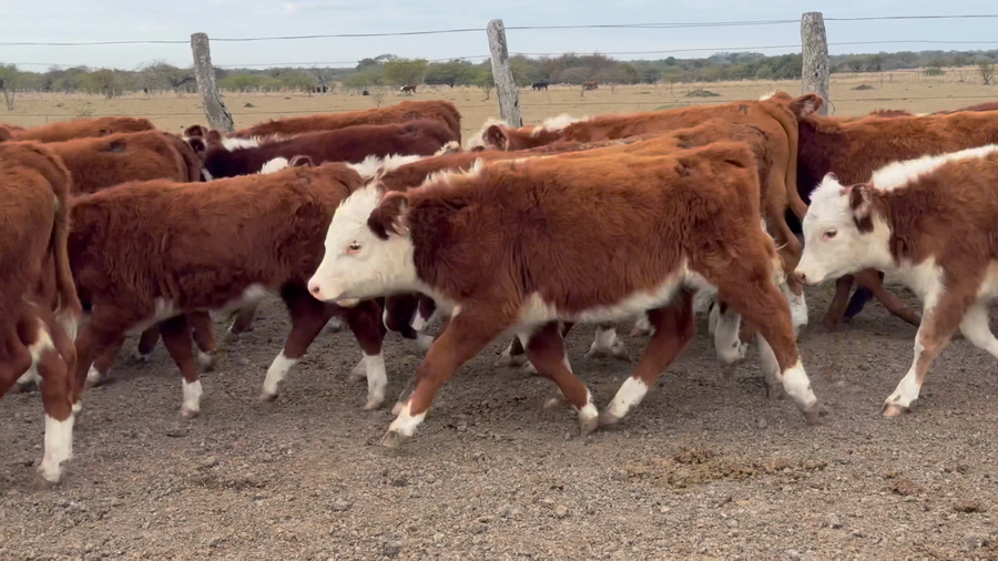 Lote 118 Terneros/as en Corrientes, Curuzu Cuatia