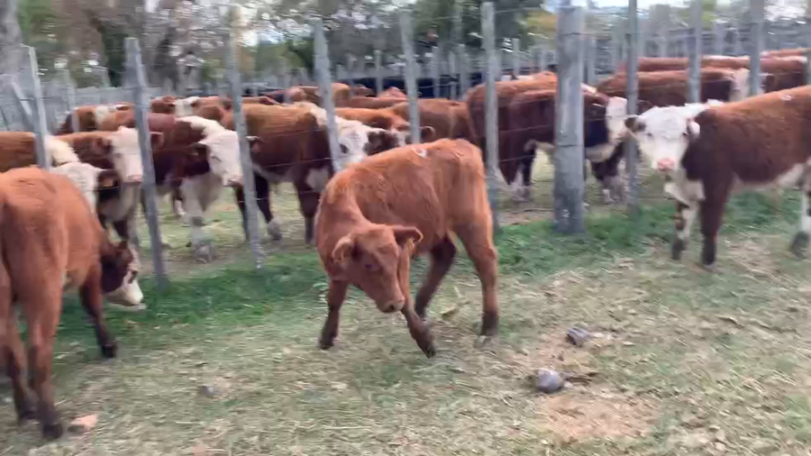 Lote 6 Terneros en Melo, Cerro Largo