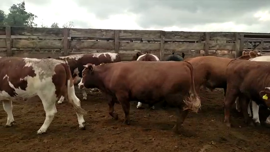 Lote 40 Novillo Gordo en Los Ángeles, VIII Región Biobío