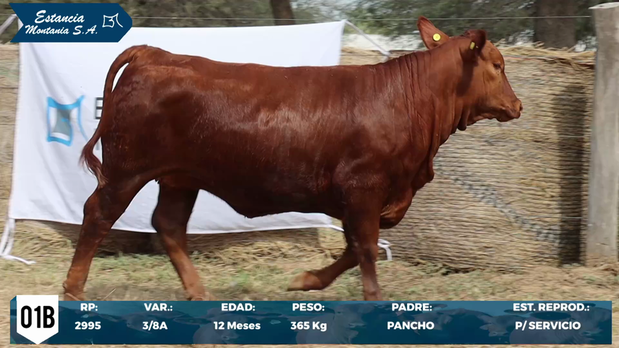 Lote LOTE 1 B
