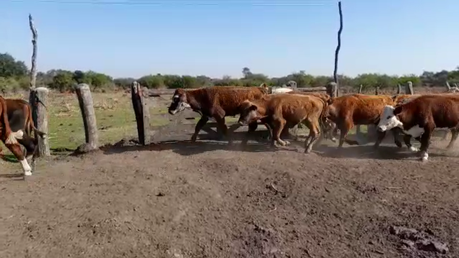 Lote 78 Novillitos en Sauce, Corrientes