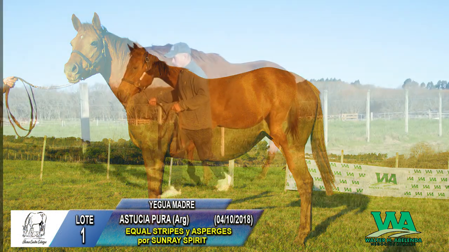 Lote ASTUCIA PURA (Arg)