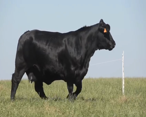 Lote DEL INFANTE 870 | EVOLUTION