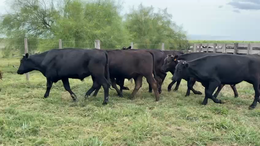 Lote NOVILLOS 1 a 2 AÑOS