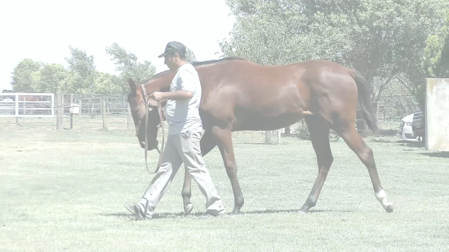 Lote COSTA GRADINE (CHE SECRETO -  VA CON ALAS)