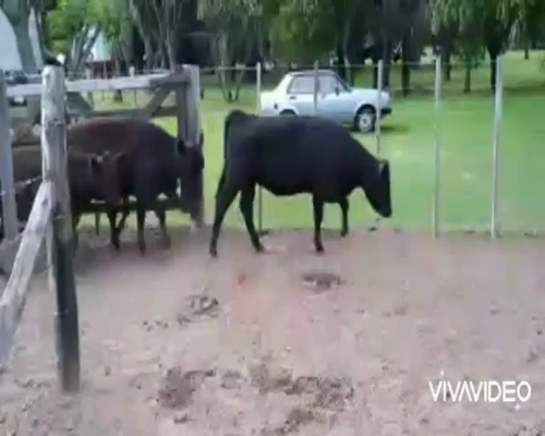 Lote 64 Terneros/as en San Andrés de Giles, Buenos Aires