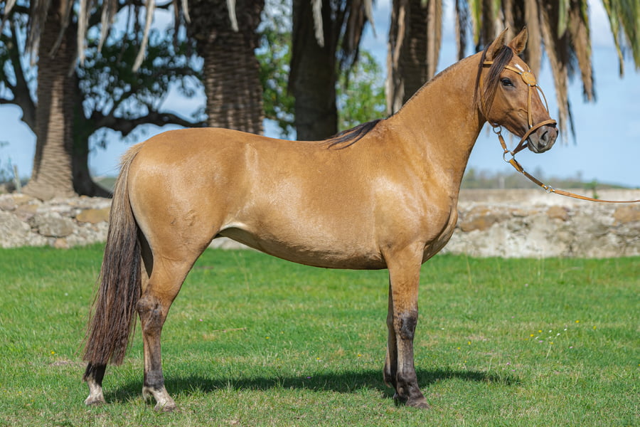 Lote Sombra Almendra