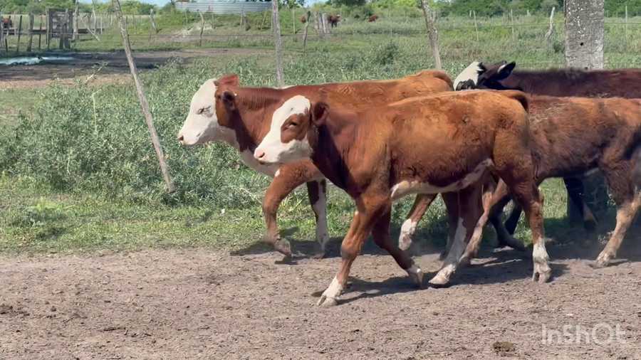 Lote 100 Terneros en Corrientes, San Roque