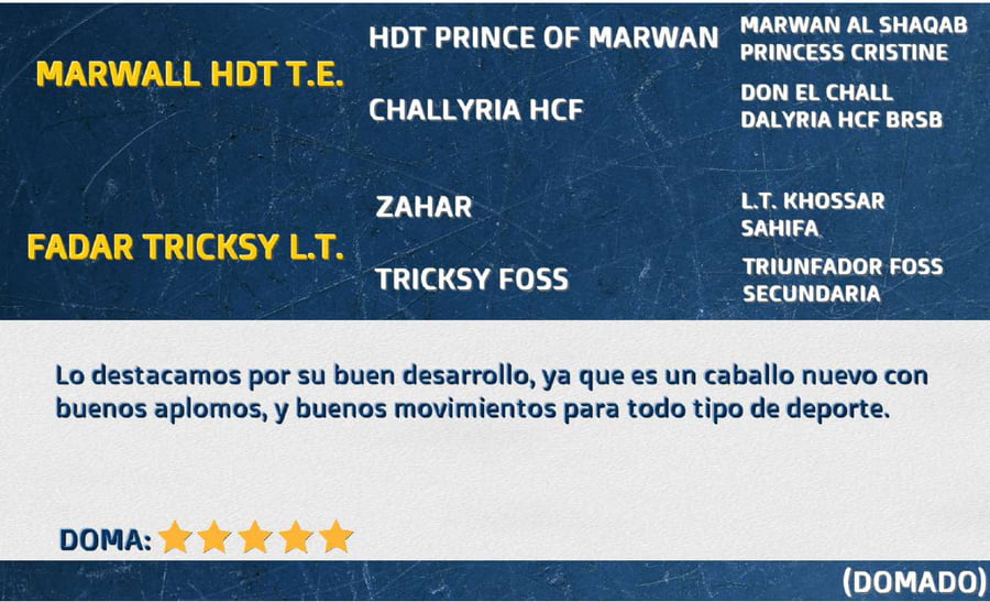 Lote FADAR NAVIDEÑO