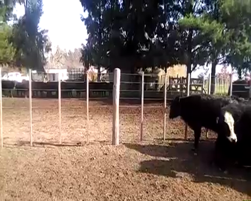 Lote 48 Terneros de 220Kg en Gral. Paz, Buenos Aires