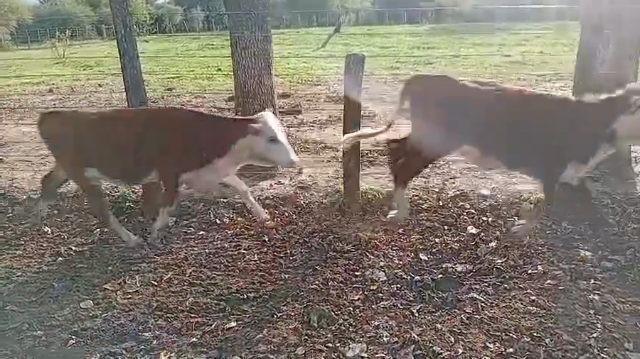 Lote 30 Vaquillonas en Corrientes, Curuzú-Cuatiá