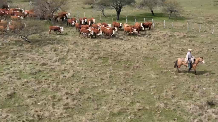 Lote 70 Vaquillonas para servicio en Corrientes, Curuzu Cuatia