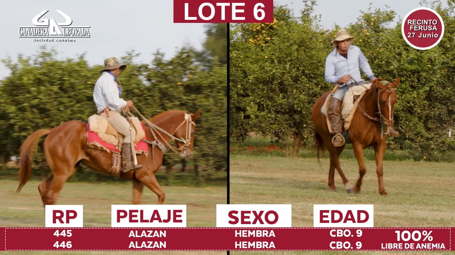 Lote Reproductores de Alborada - Lote 06