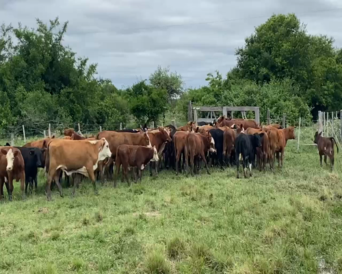 Lote 65 Terneros/as en Esquina, Corrientes