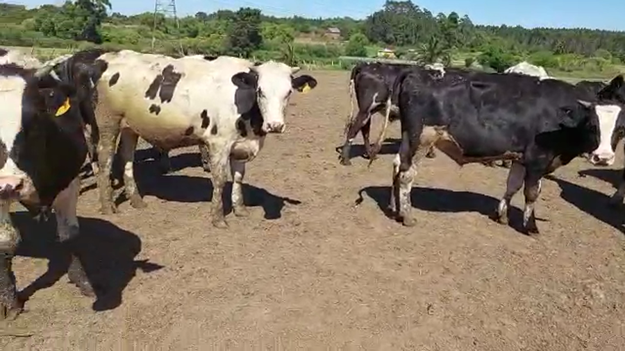 Lote 27 Novillos Holando