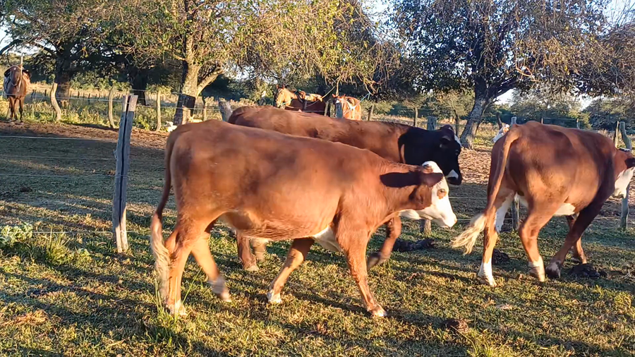 Lote 50 Novillos en Corrientes, Sauce