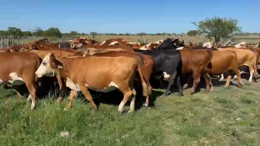 Lote 50 Vacas de invernar