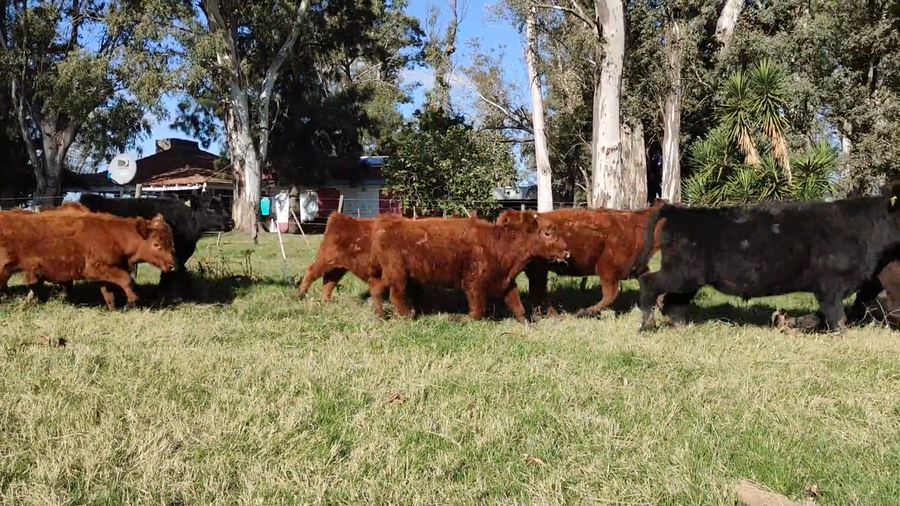 Lote 38 Terneros en Monte, Buenos Aires