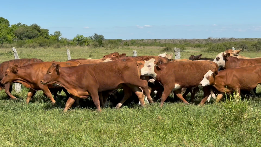 Lote 89 Terneros