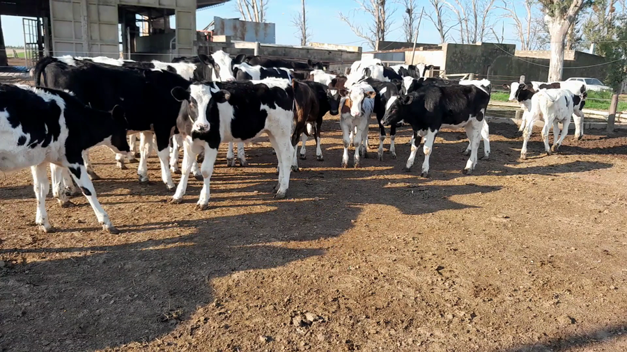 Lote 28 Terneros Holando Argentino en Morteros, Córdoba