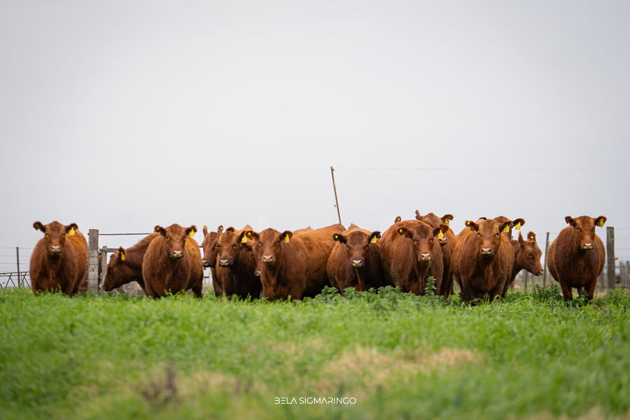Lote VAQUILLONAS ANGUS COLORADAS PC C/GTÍA DE PREÑEZ