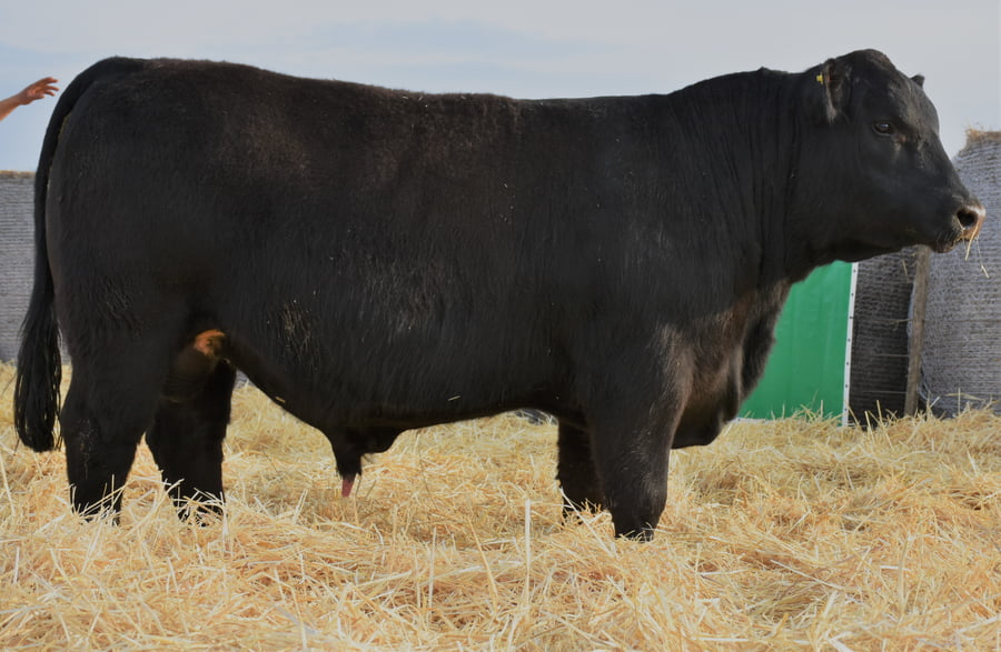 Lote TOROS PC