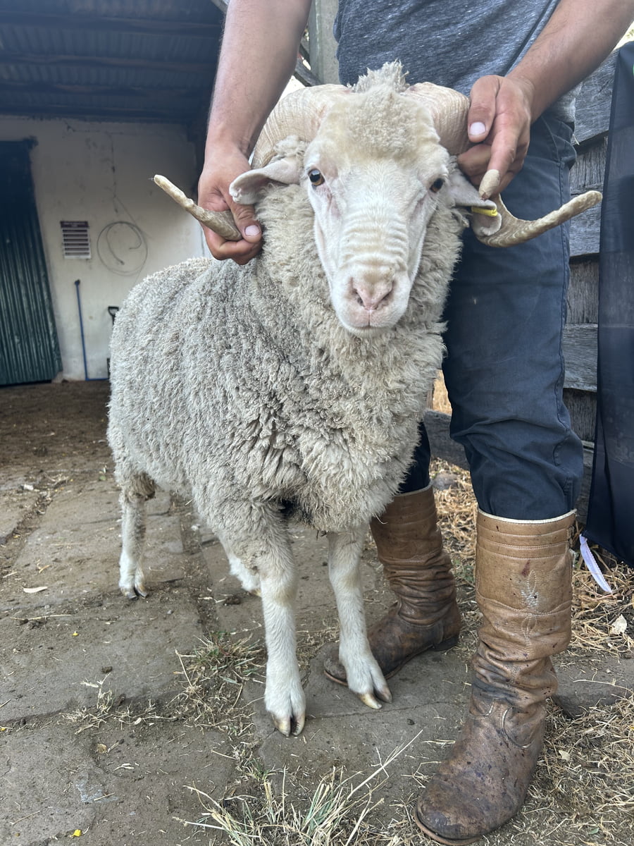 Lote Borrego 2D (MO: Si)