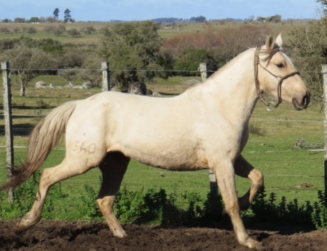 Lote BORDONA LA FLECHILLA