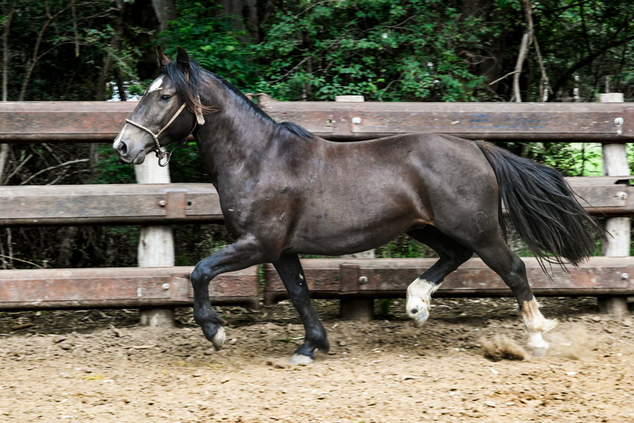 Lote TINAJERA PORTEZUELO