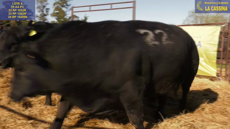 Lote TOROS ANGUS PURO CONTROLADO