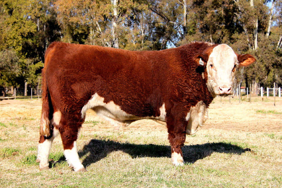 Lote TORO PURO DE PEDIGREE (Corral 53)