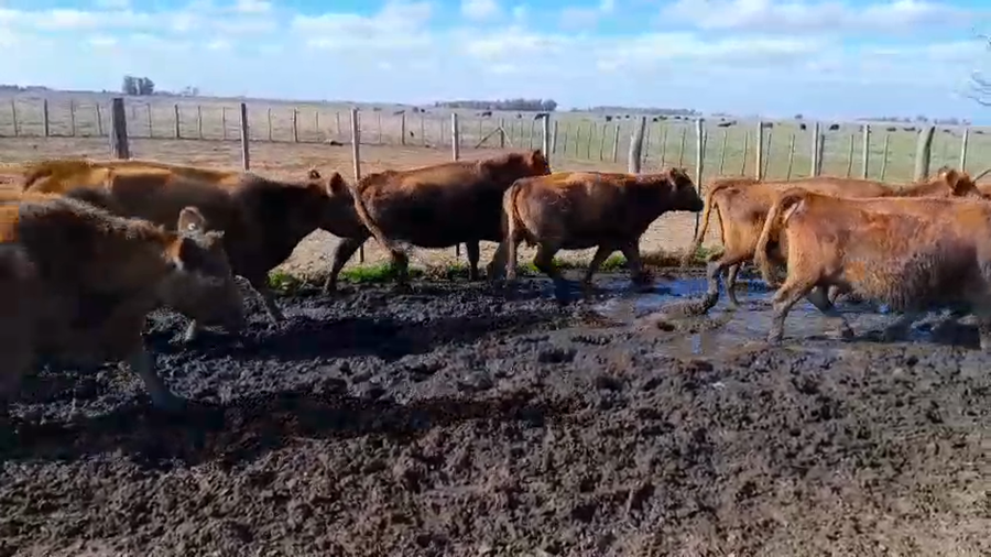 Lote 18 Vacas CUT PÑ en DEL  VALLE