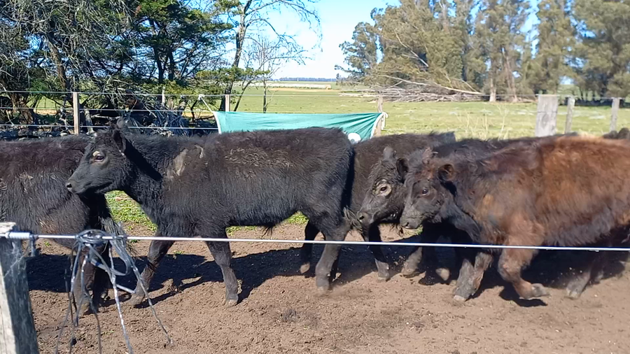 Lote 48 Terneros en Buenos Aires, San Cayetano