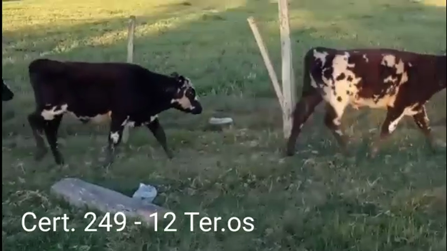 Lote TERNEROS