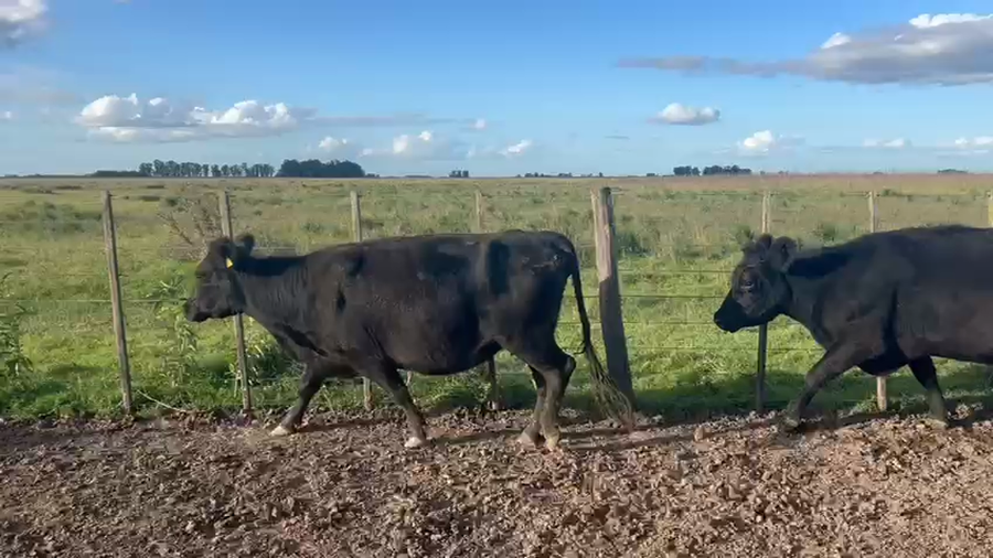 Lote 81 Vacas 1/4 a 1/2 uso C/ gtia de preñez