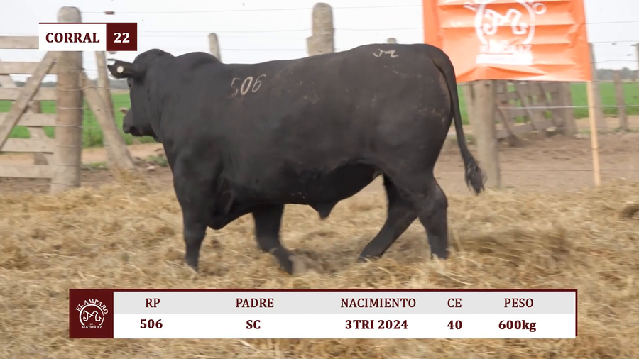 Lote Toros BRANGUS ULTRA BLACK EL AMPARO