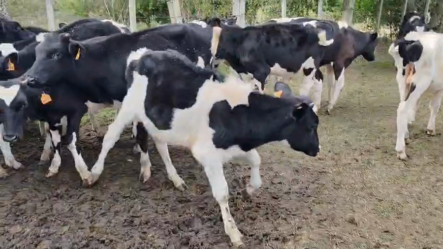 Lote 17 Terneros a remate en Pantalla Camy, San José