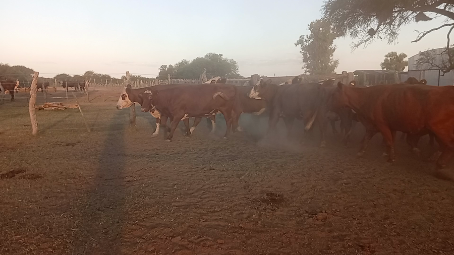 Lote 36 Vacas de invernar