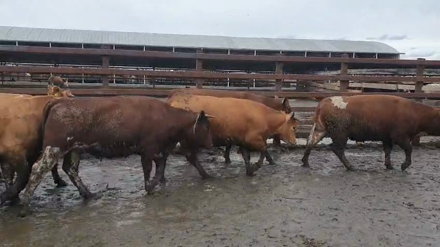 Lote 20 Vaquilla Gorda en Los Ángeles, VIII Región Biobío
