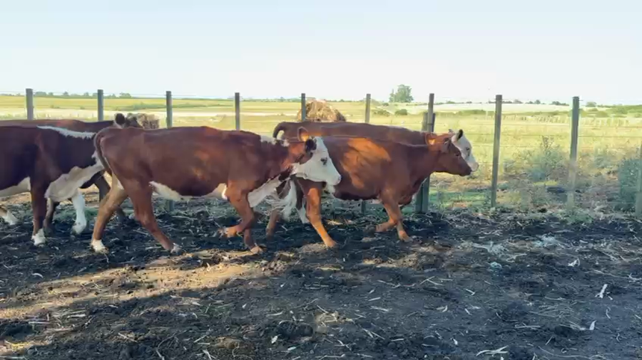 Lote VAQUILLONA ENTORADA