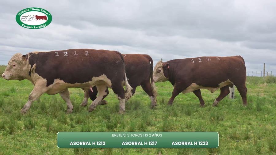 Lote TOROS HS 2 AÑOS