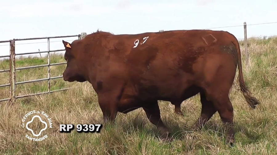 Lote Toro Red Angus SA de 3 años