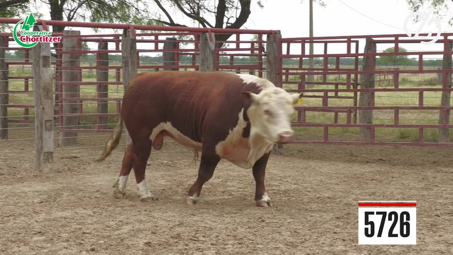 Lote Hereford