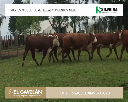 Lote 5 Vaquillonas Braford - Cabaña El Gavilán (lote 1)
