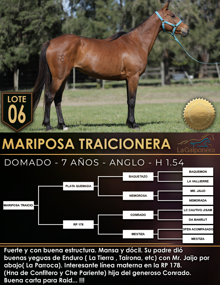 Lote MARIPOSA TRAICIONERA