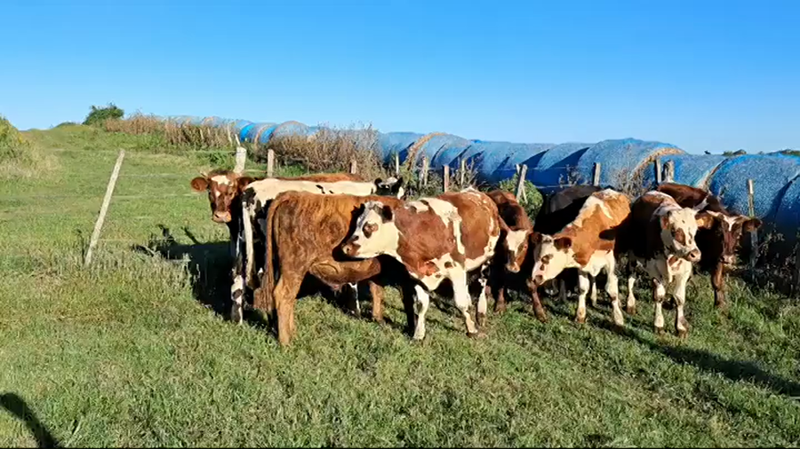 Lote NOVILLOS FORMADOS