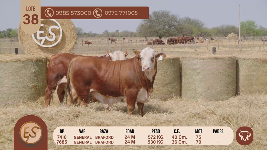 Lote TOROS BRAFORD 24 MESES