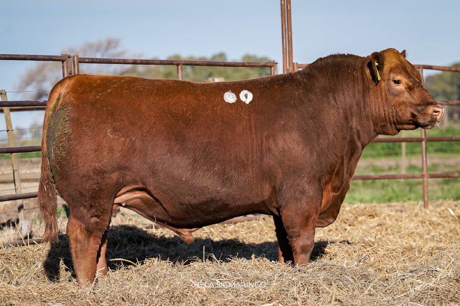 Lote TOROS ANGUS  PP