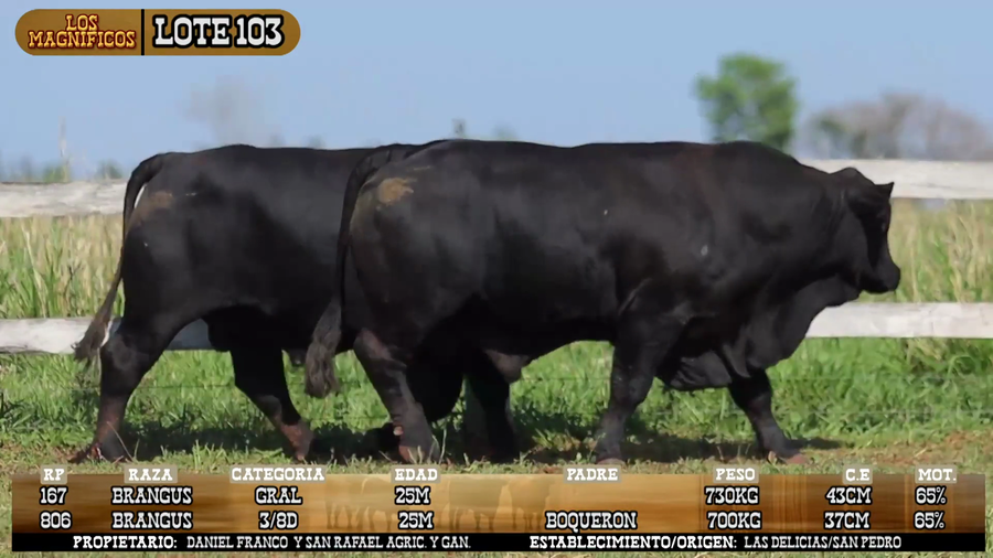 Lote LOTE 103